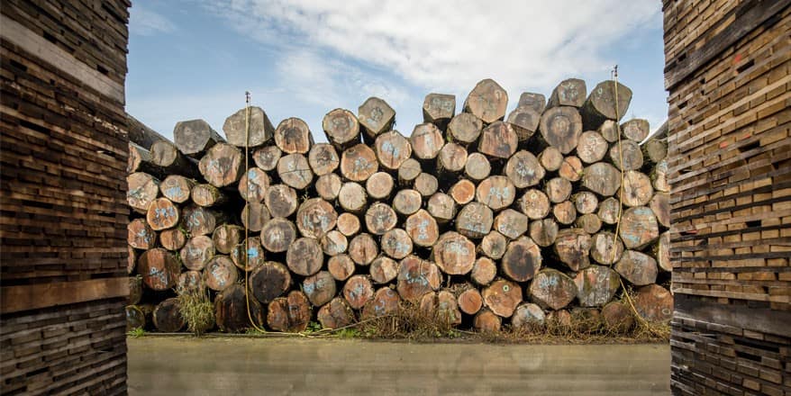 Troncos de roble de bosques franceses