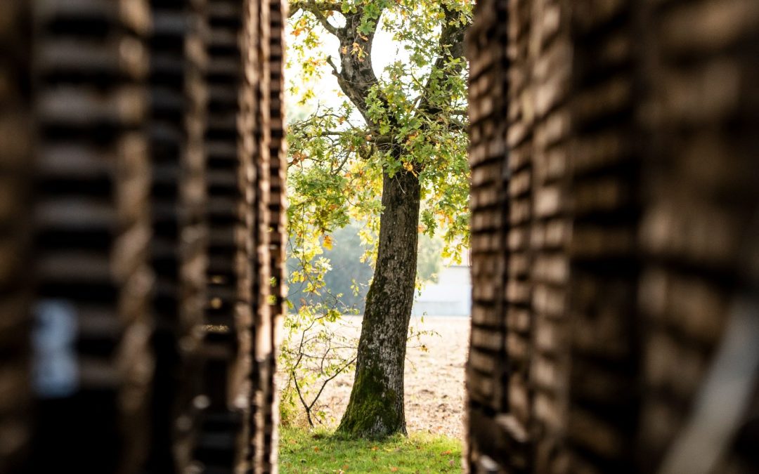 An oak tree seen between two stacks of staves drying in Tonnellerie Baron’s wood yard